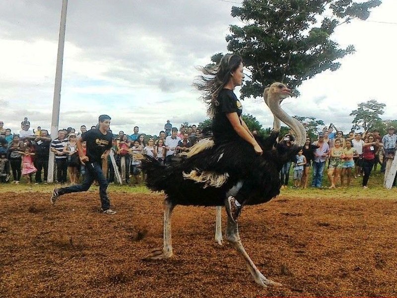 Corrida de Avestruz existe mesmo? Saiba mais sobre esse esporte ...
