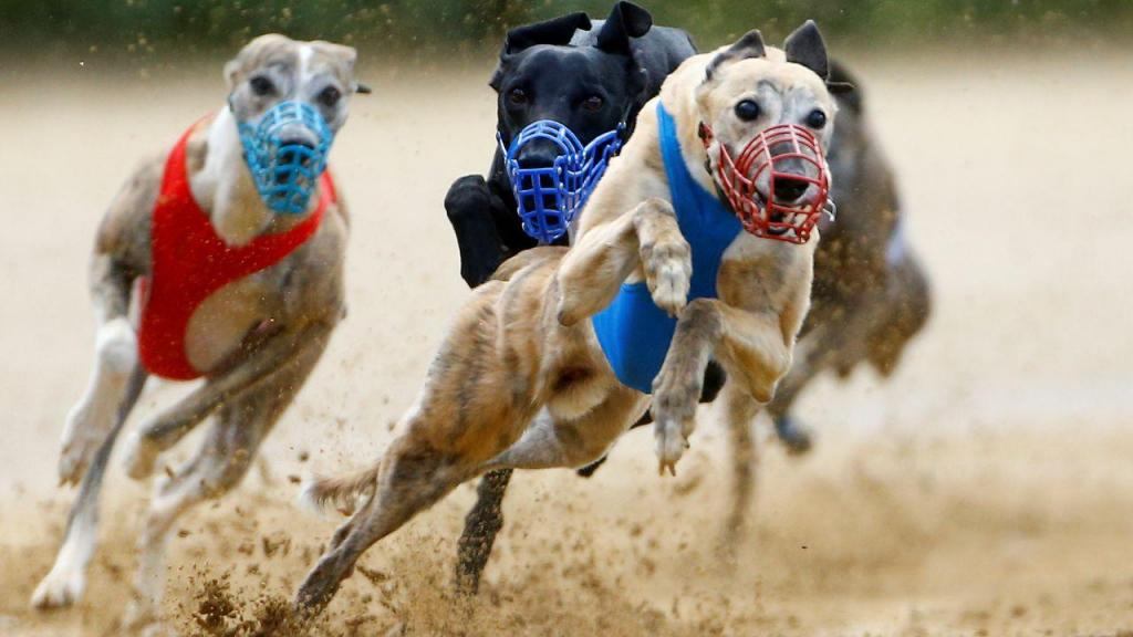 As 10 competições caninas mais populares do mundo