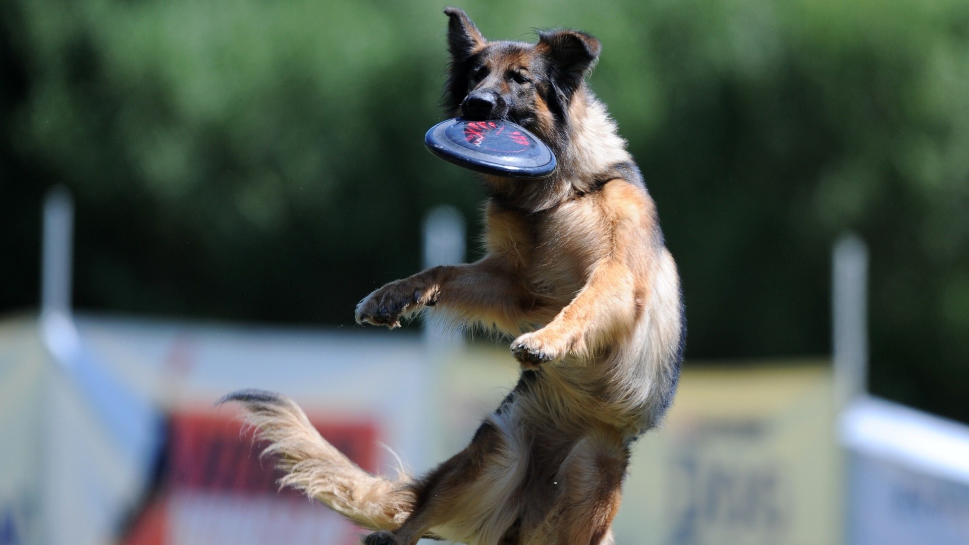As 10 competições caninas mais populares do mundo